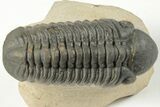 Detailed Reedops Trilobite - Nice Eye Preservation #204081-2